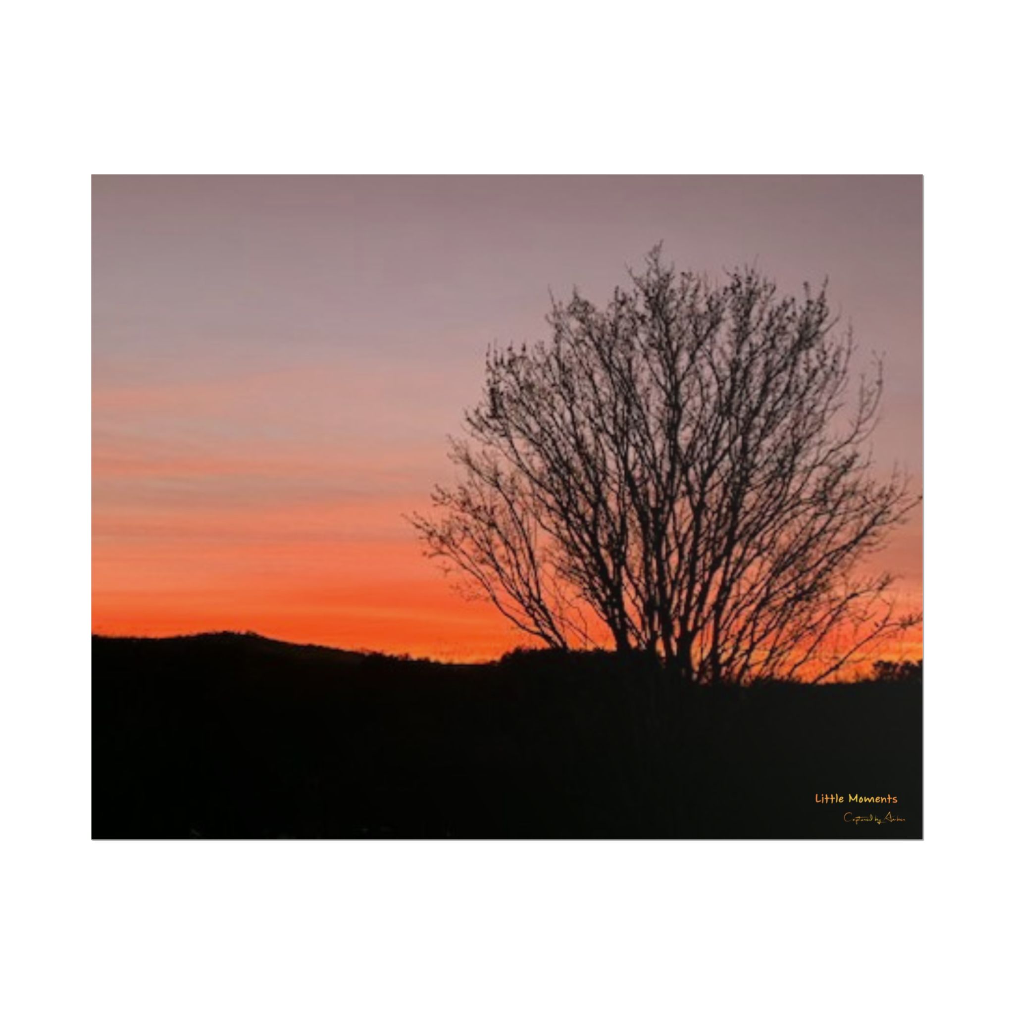 Appalachian Red Sky3 Poster — Tree Silhouette Rolled Art Print